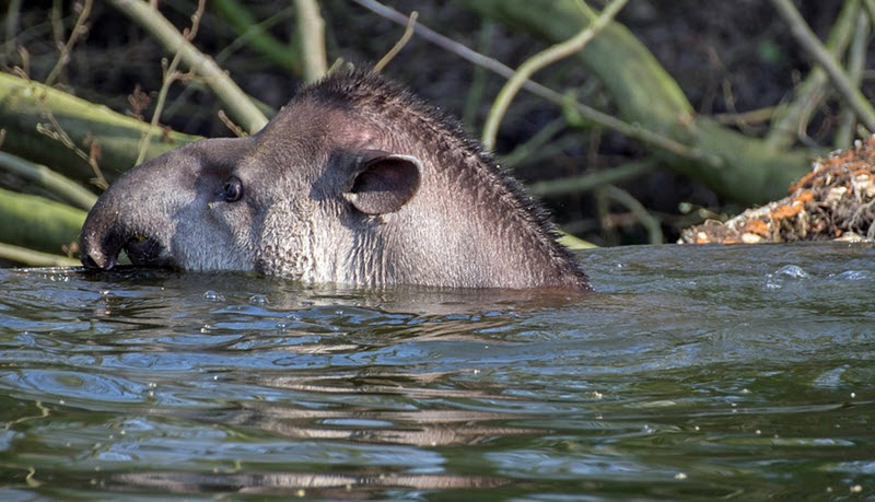 bairds tapir