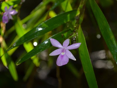 Dwarf orchid