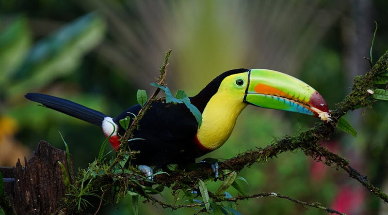 toucan